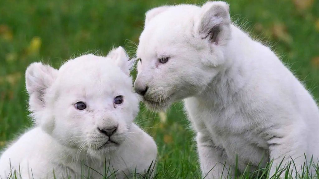 White Lion Cubs
