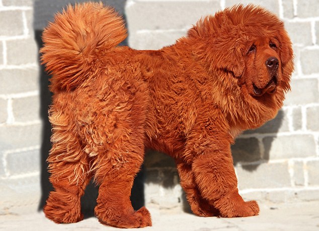 World's Most Expensive Red Tibetan Mastiff, Big Splash
