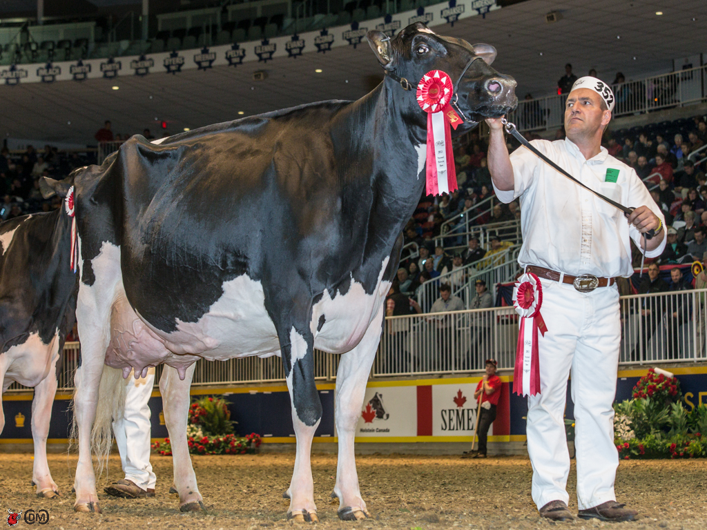 World's Most Expensive Holstein Cow - Missy 